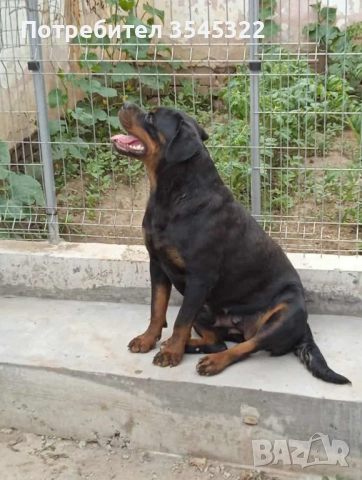 РОТВАЙЛЕР, снимка 3 - Ротвайлер - 50181422