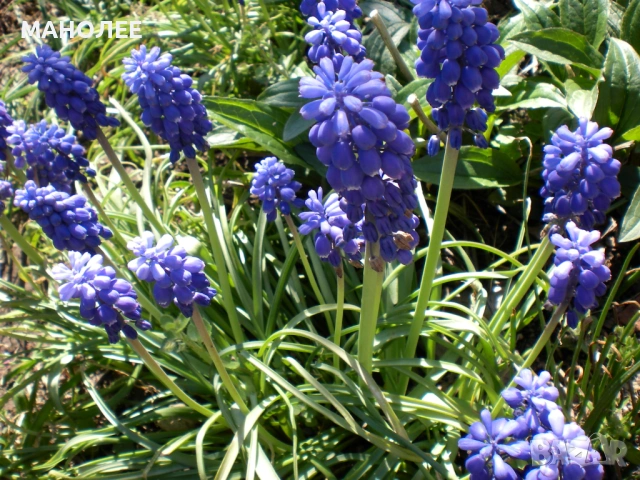 🪻🪻🪻Мускари🪻🪻🎁🪻