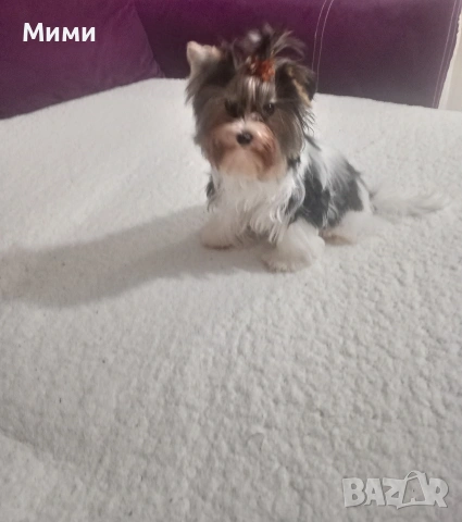 Бивър йоркширски териер 