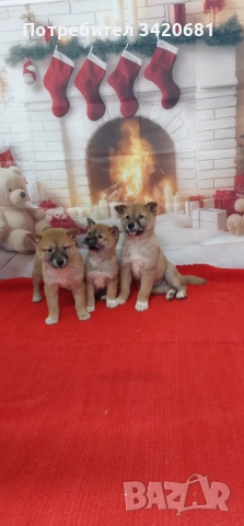 Шиба Ину  Shiba inu 