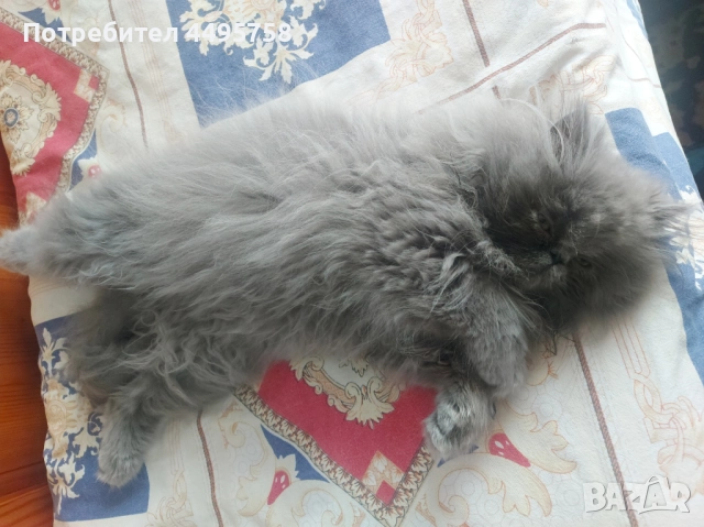 Персийски котенца, снимка 16 - Персийска - 51754390