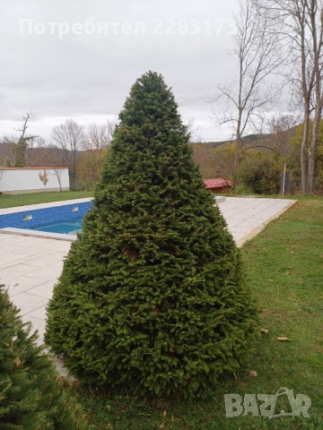 Смърч топиран