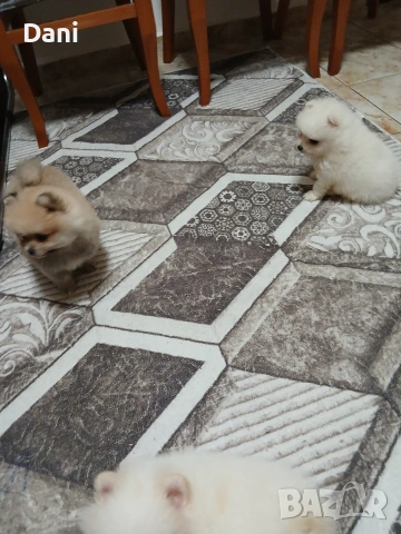 Mini Pomeran, снимка 15 - Померан - 53567326