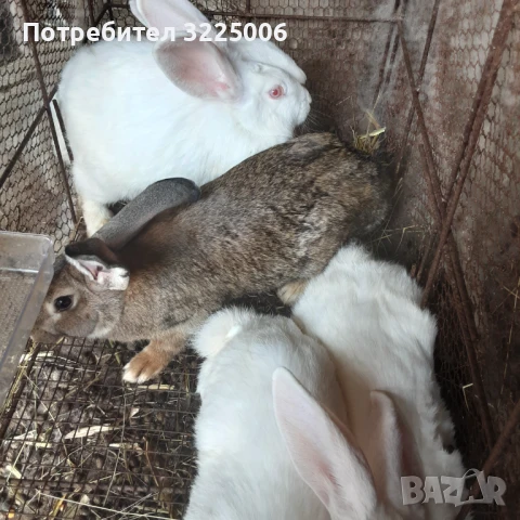 Женски зайци, снимка 1