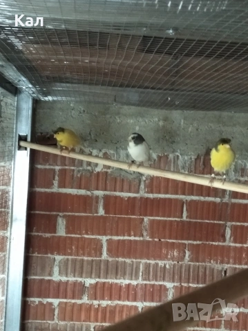 Канарче, снимка 3 - Канари - 53342397