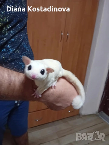 захарна летяща катеричка , снимка 3 - Други - 52896951