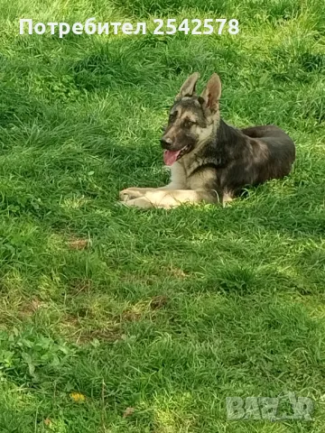 Източноевропейска овчарка , снимка 1