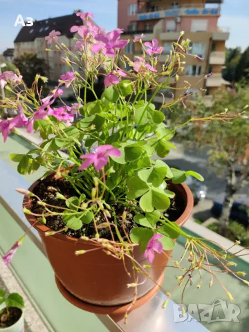 Продавам цветя Детелина Оксалис, розови, във висящи и обикновени саксии
