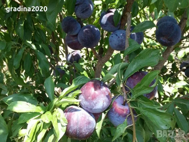 Слива Черен Сплендор - BLACK SPLENDOR, снимка 4 - Разсади - 47897942