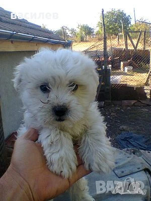 болонки, снимка 1