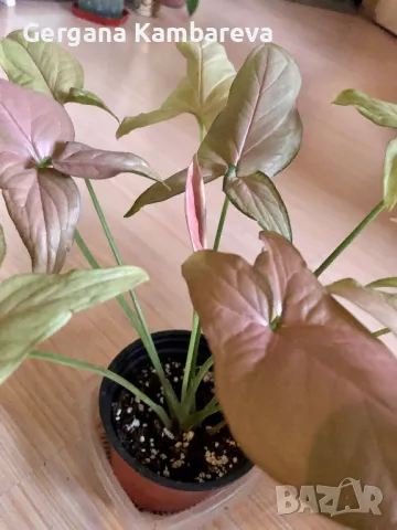 Syngonium Regina Red , снимка 2 - Стайни растения - 48476898