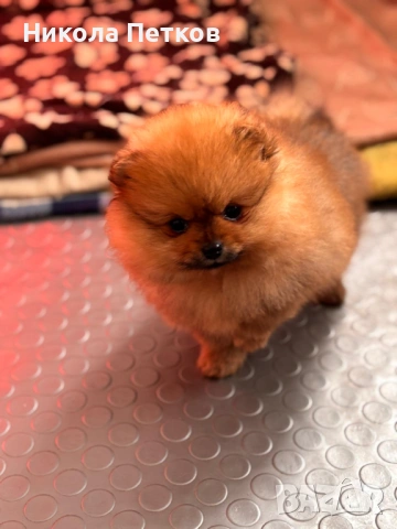Померан мини , снимка 3 - Померан - 53155876