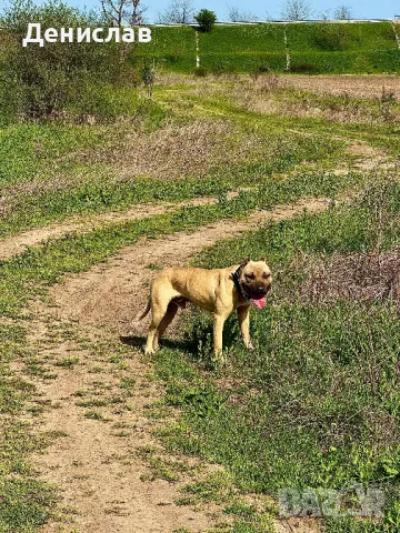 Мъжки питбул за разплод, снимка 3 - Питбул - 49563389