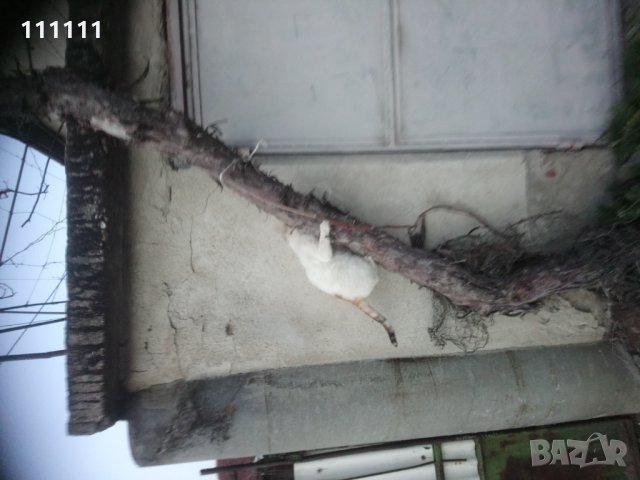 Лоза става за декорация за игра и катерене на котки , снимка 4 - Други стоки за дома - 32531302