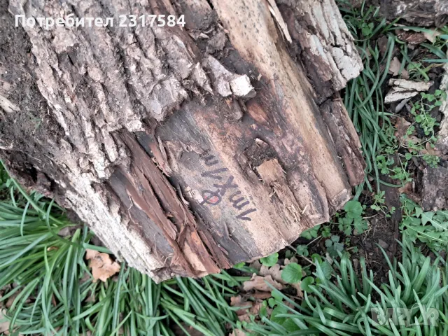 Продавам трупи и дънери от орех.