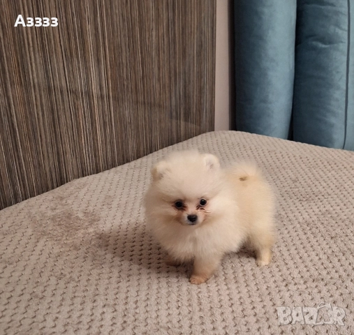 Померан померан, снимка 4 - Померан - 52797333