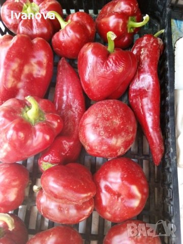 Предлагам всички видове разсад  , снимка 6 - Сортови семена и луковици - 28091631