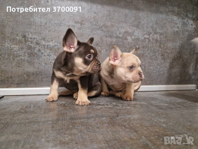 френски булдог/ булдочета