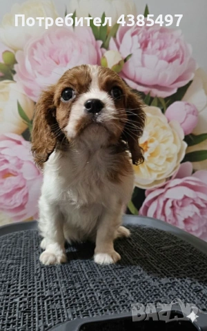 Кавалер Кинг Чарлз Шпаньол мъжко и женско , снимка 3 - Кавалер кинг чарлз шпаньол - 53288486