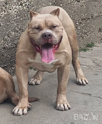 Американско були хл American bully XL, снимка 4 - Други - 51978331