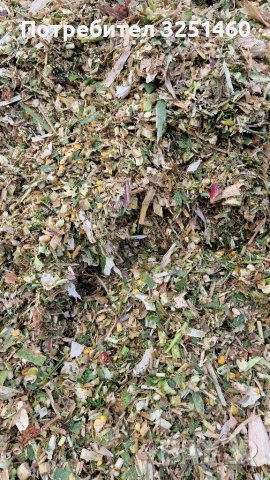 Царевичен силаж, снимка 8 - Крави - 35043966