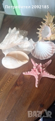 Миди,корали