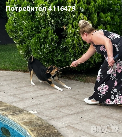 Куче в спешна нужда от нов дом, снимка 9 - Други - 52942967