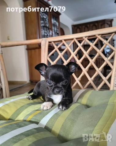 Мини чихухуа 