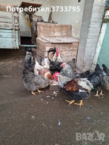 Оплодени яйца от катунски кокошки, снимка 3 - други­ - 53478133