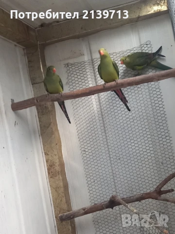 Продавам млади Планински папагали , снимка 5 - Папагали - 50833100