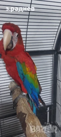 Бебета ара руби на 5 месеца, снимка 4 - Папагали - 51136732