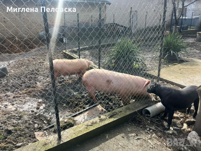 Продават се 