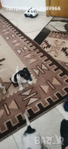 Джак ръсел малък, снимка 10 - Джак ръсел териер - 52874871