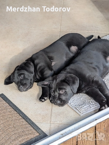 Лабрадорче си търси стопанин, снимка 2 - Лабрадор ретривър - 52677634