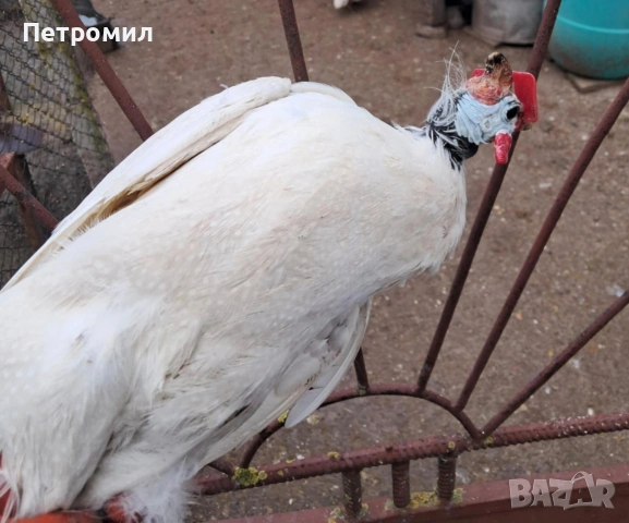 Мъжка токачка, снимка 5 - Кокошки и пуйки - 53055463