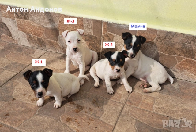 Джак Ръсел Териер, снимка 5 - Джак ръсел териер - 53382159