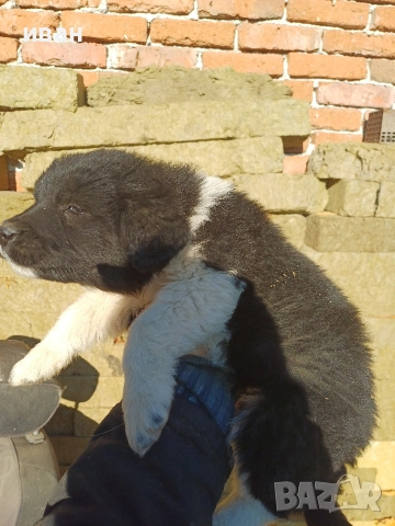 бок каракачанка , снимка 2 - Каракачанска овчарка - 52791726