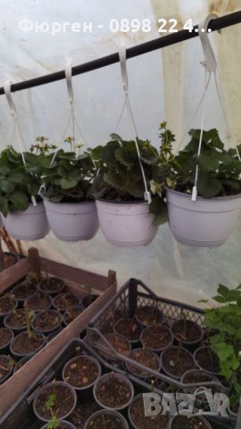 Ягода каскадна и целогодишна Растения засадени във висящи саксийки, снимка 5 - Градински цветя и растения - 44033283