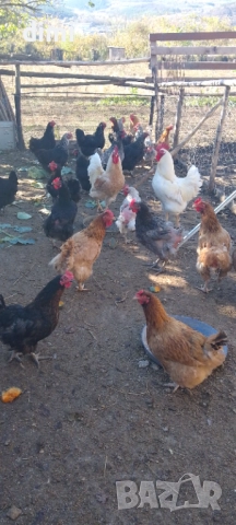 Продавам домашни кокошки за месо 2,5-3кг, снимка 1