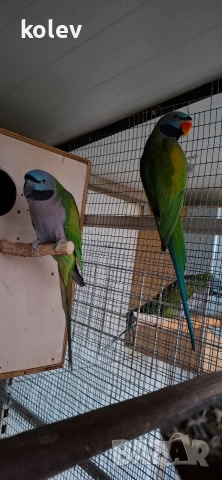 Папагали Китайски Александър/ двойка, снимка 4 - Папагали - 52930682