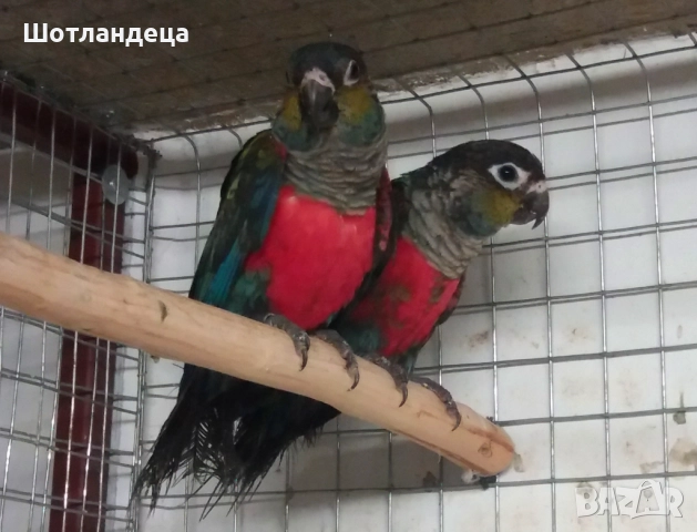 Папагали-пирура перлата