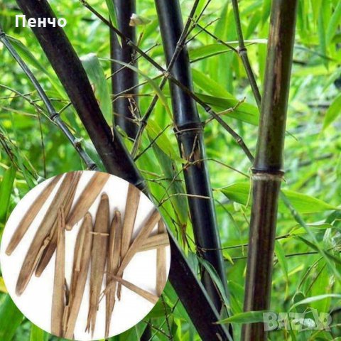 100 бр бамбукови семена от черен бамбук Black Bamboo растение декорация за двора и градината, снимка 7 - Стайни растения - 28091310