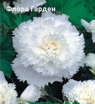 БЕГОНИЯ - Грудки/ ПРЕДВАРИТЕЛНИ ПОРЪЧКИ, снимка 10 - Сортови семена и луковици - 49235759