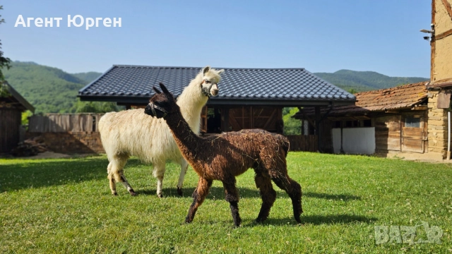 Тор от Лама 