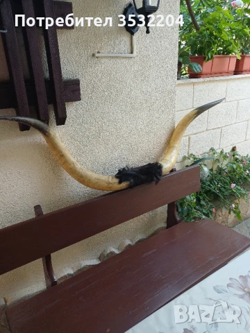 Големи биволски рога, снимка 8 - Други ценни предмети - 51359502