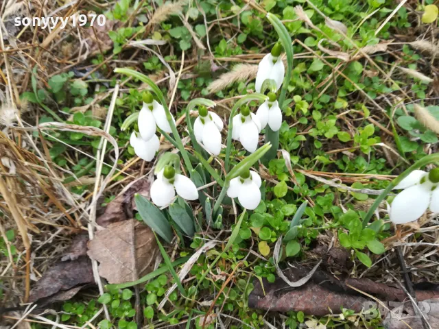 КОКИЧЕНЦА ЗА МОМИЧЕНЦА-СВЕЖА РЕКОЛТА 20025Г 0102251725, снимка 2 - Градински цветя и растения - 48920514