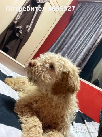 Подарява се , снимка 3 - Други - 53374601