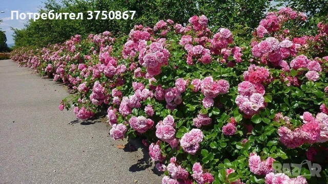 🌹 РОЗА 🌹 LES QUATRE SAISONS® Meifafio , снимка 8 - Градински цветя и растения - 51146132