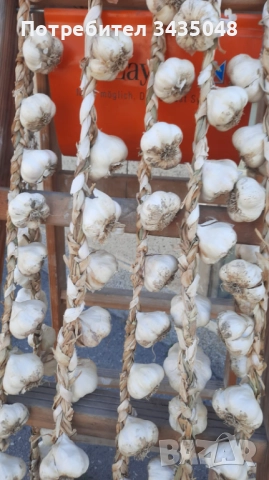 Домашен български зимен чесън собствено производство! Без химикали и пестециди!, снимка 6 - Домашни продукти - 52705970