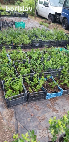 Лигуструм в контейнер, снимка 5 - Градински цветя и растения - 50918872